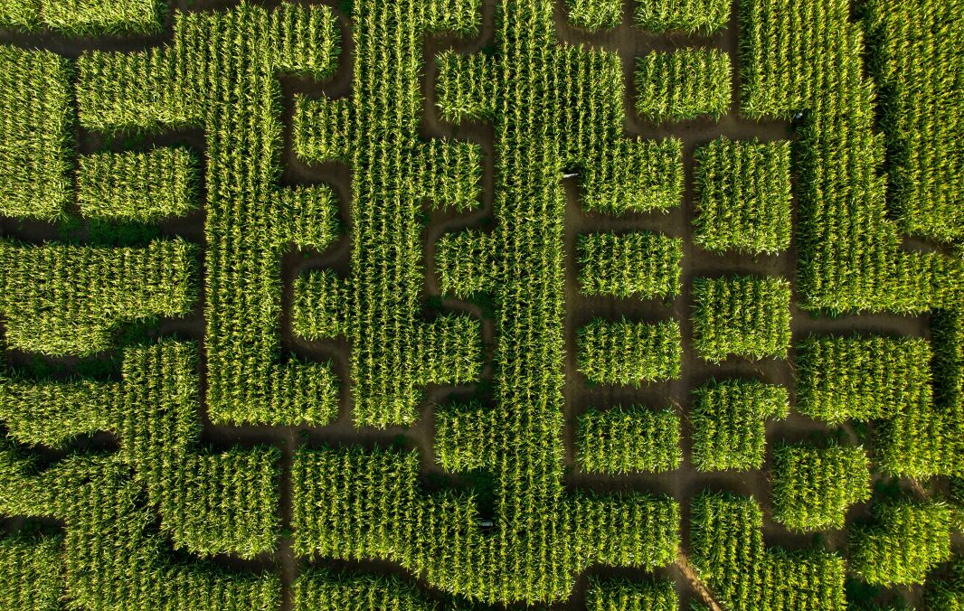 Maislabyrinth