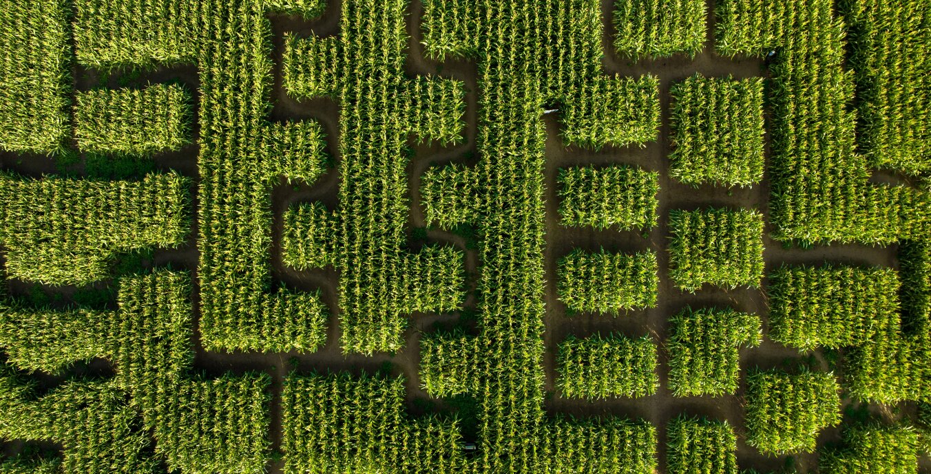 Maislabyrinth