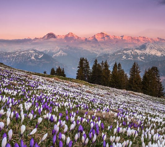 Krokusblüte_am_Niederhorn